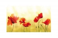 Стеновая панель Маки, 900х540х6мм, стекло